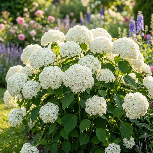Hortensja drzewiasta Flower WOW® sadzonka XL-C5
