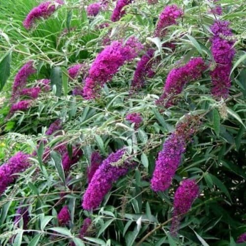 Budleja dawida NAHNO PURPLE sadzonka P9/C1