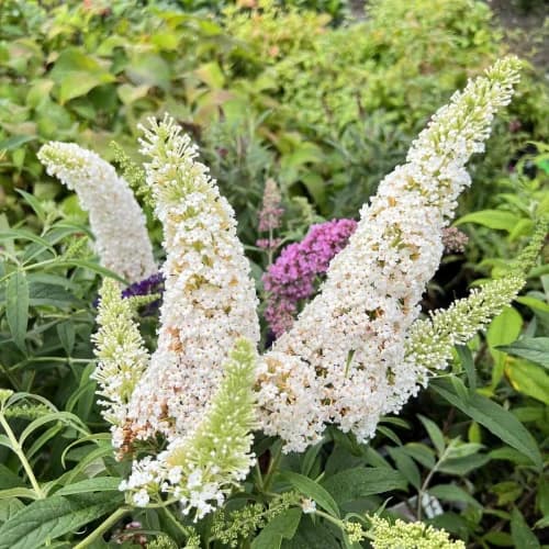 Budleja davidii WHITE PROFUSION sadzonka C2