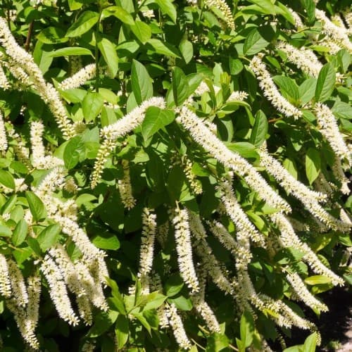 Itea Wirginijska HENRYS GARNET sadzonka